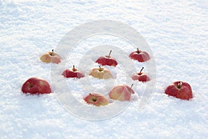 Red apples on fresh fluffy snow.