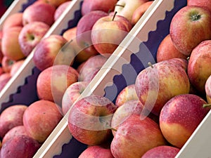 Red apples, freshly picked and ready to store.