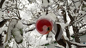 Red apples in the garden on a tree covered with snow against. Apple in winter with snow