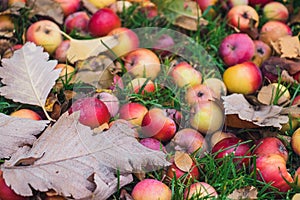 Red apples on the grass under apple tree. Autumn background - fallen red apples on the green grass ground in garden. Apple in the