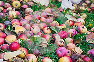 Red apples on the grass under apple tree. Autumn background - fallen red apples on the green grass ground in garden. Apple in the