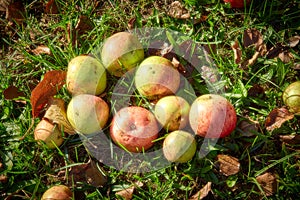 Red apples on the grass under apple tree. Autumn background - fallen red apples on the green grass ground in garden. Apple in the