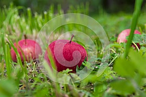 Red apples on the grass under the apple tree. Autumn background - fallen red apples on green grass land in the garden. Red apples