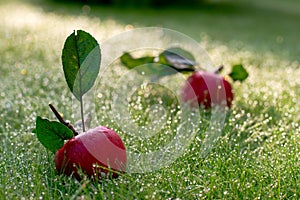 Red apples on the green grass