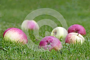 Red apples in green grass