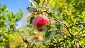 Red apples grow on a tree in the garden