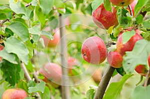 Red Apples Growing on Apple Tree