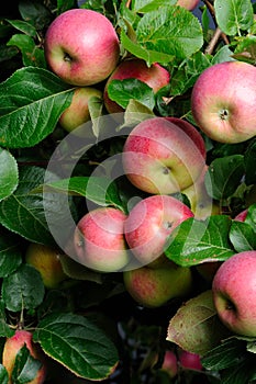 Red Apples Growing on Apple Tree