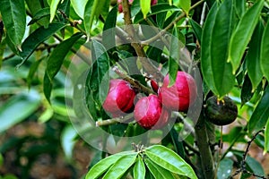 Red Apples growing on apple tree