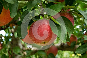 Red Apples growing on an Apple Tree