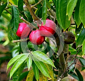 Red Apples growing on apple tree