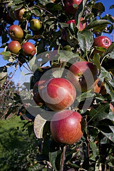 Red apples growing in an orchard