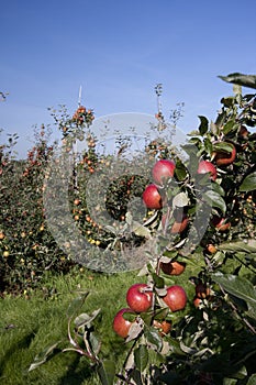 Red apples growing in an orchard