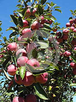 Red Apples Growing on a Tree