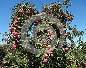 Red Apples Growing on a Tree