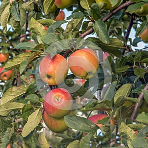 Red apples growing on a tree