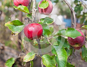 Red apples grows on a branch