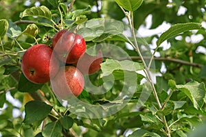 Red apples are hanging on the apple tree branch