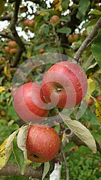 Red Apples hanging from the apple tree branch