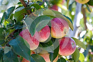 Red apples hanging on branches of apple-tree in summer orchard