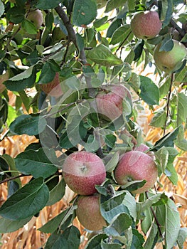 Red apples hanging on a growing apple tree against corn field . Tuscany, Italy