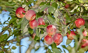 Red apples hanging from the stem on trees in a sunny orchard outside. Closeup of fresh bunch of raw fruit being