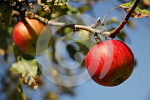 Red apples hanging from tree.