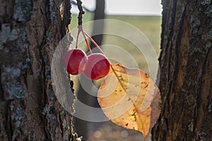 Red crab apples hanging from a tree in autumn