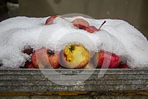 Red apples in a metal box covered with snow