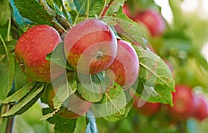 Red apples, orchard and blue sky with nature, leaves and ecology with garden, trees and healthy. Fruit, agriculture and