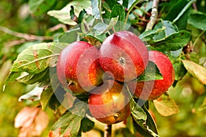 Red apples, orchard and nature for agriculture, summer season and garden for countryside tree and plant. Fruit, farm and