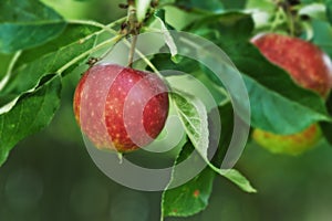 Red apples, orchard and plant for agriculture, summer season and garden for countryside tree and farm. Fruit, nature and