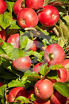 Manzanas en Huerta 