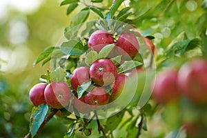 Red apples, orchard and trees with nature, environment and sustainability with ecology and agriculture. Fruit, leaf and