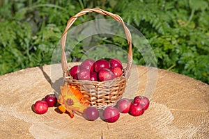 Red apples ranet in a basket on a stump