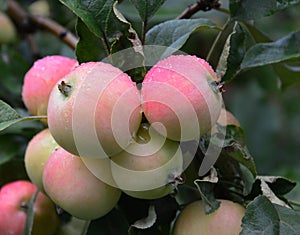 Red apples ripen on a branch in the garden. Seven apples grew on a branch. Raindrops on fruits. August. Harvest