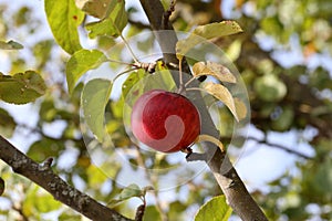 Red apples ripen on tree branches in the garden