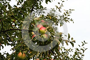 Red apples ripen on tree branches in the garden