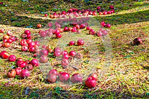 Red Apples scattered on a field in autumn