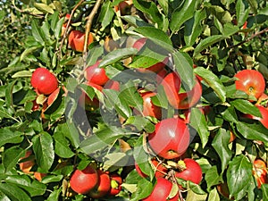 Red Apples on a tree