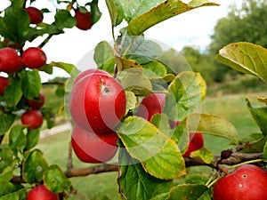 Red apples on tree