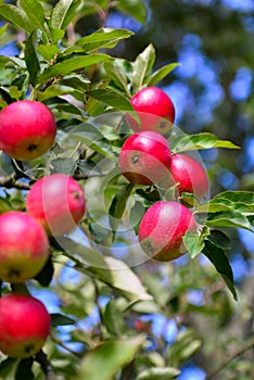 Red apples on a tree