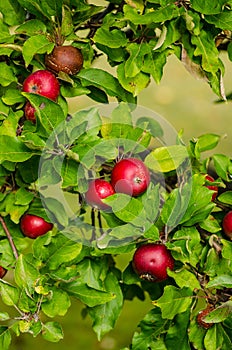 Red apples in the tree