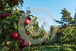 Red apples on the tree