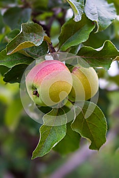 Red apples on the tree. Apple branch with fruits. Agriculture, organic, natural