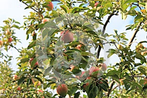 Red apples on the tree apple tree autumn