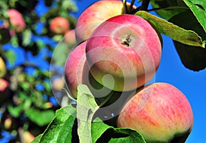 Red apples on a tree