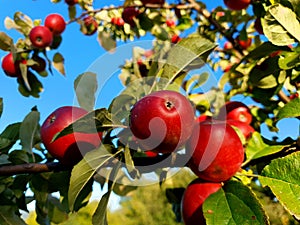 Red apples on tree on blue sky