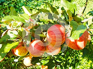 Red apples on tree branches. Big apples on the trees in the middle of summer