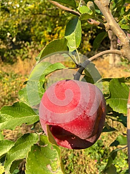 Red apples on tree branches. Big apples on the trees in the middle of summer